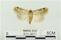 連珠波紋蛾藏品圖，第2張