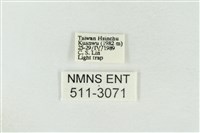 連珠波紋蛾藏品圖，第3張