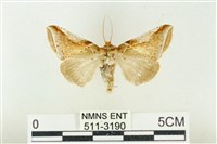 印華波紋蛾藏品圖，第1張