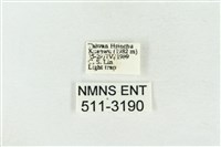 印華波紋蛾藏品圖，第3張