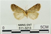 臺美波紋蛾藏品圖，第2張