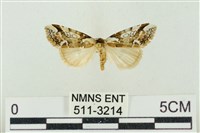 臺美波紋蛾藏品圖，第1張