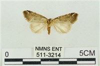 臺美波紋蛾藏品圖，第2張