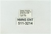 臺美波紋蛾藏品圖，第3張