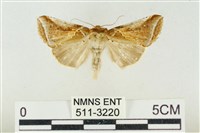 印華波紋蛾藏品圖，第1張