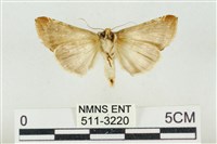 印華波紋蛾藏品圖，第2張