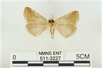 印華波紋蛾藏品圖，第2張