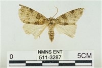 臺灣銀斑異波紋蛾藏品圖，第1張