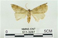 臺灣銀斑異波紋蛾藏品圖，第2張