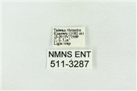 臺灣銀斑異波紋蛾藏品圖，第3張