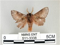 銀肩枯葉蛾藏品圖，第2張