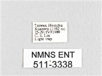 銀肩枯葉蛾藏品圖，第3張