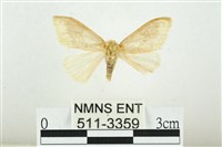 寬紋黃毒蛾藏品圖，第1張