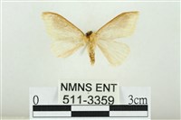 寬紋黃毒蛾藏品圖，第2張