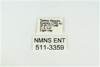 寬紋黃毒蛾藏品圖，第3張