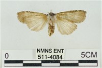 帶波紋蛾藏品圖，第2張