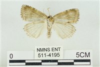 臺灣銀斑異波紋蛾藏品圖，第2張