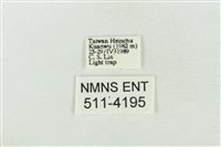 臺灣銀斑異波紋蛾藏品圖，第3張