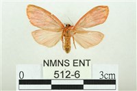 三色豔苔蛾藏品圖，第2張