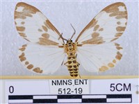 後凸蝶燈蛾藏品圖，第1張