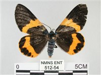 橙帶藍尺蛾藏品圖，第1張