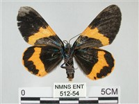 橙帶藍尺蛾藏品圖，第2張