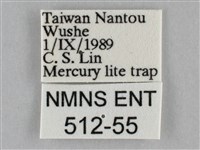 橙帶藍尺蛾藏品圖，第3張