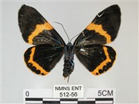 橙帶藍尺蛾藏品圖，第2張