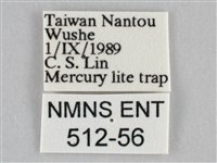 橙帶藍尺蛾藏品圖，第3張