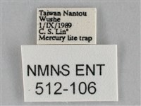 橙帶藍尺蛾藏品圖，第3張