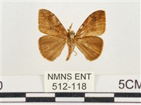 小白紋毒蛾藏品圖，第1張