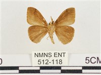 小白紋毒蛾藏品圖，第2張