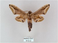 白點天蛾 藏品圖，第2張