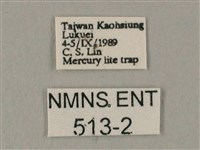 白點天蛾 藏品圖，第3張