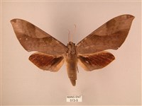 波紋豆天蛾藏品圖，第1張