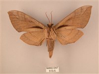 波紋豆天蛾藏品圖，第2張