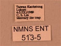 波紋豆天蛾藏品圖，第3張