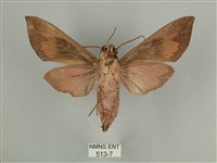 背中白天蛾藏品圖，第2張