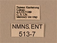 背中白天蛾藏品圖，第3張