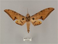 裂斑鷹翅天蛾藏品圖，第1張