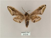 白點天蛾 藏品圖，第2張