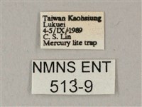 白點天蛾 藏品圖，第3張