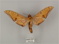 裂斑鷹翅天蛾藏品圖，第2張