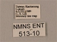 裂斑鷹翅天蛾藏品圖，第3張