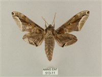 白點天蛾 藏品圖，第1張