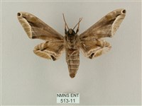 白點天蛾 藏品圖，第2張