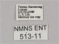 白點天蛾 藏品圖，第3張