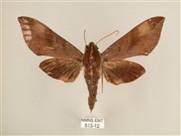 背中白天蛾藏品圖，第1張