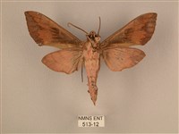 背中白天蛾藏品圖，第2張