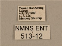 背中白天蛾藏品圖，第3張